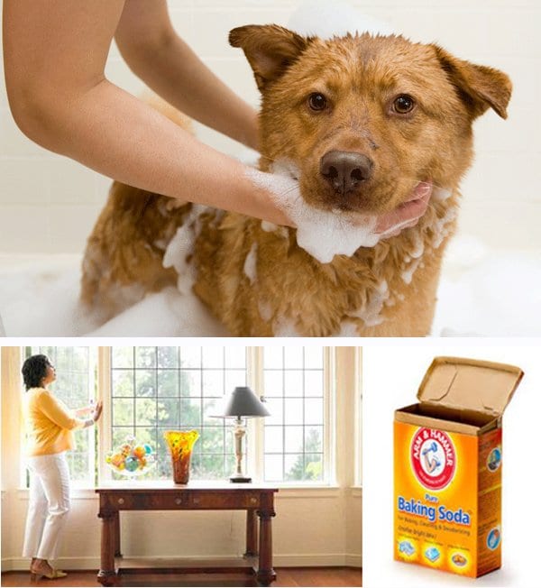 Tips to Remove Household Odors