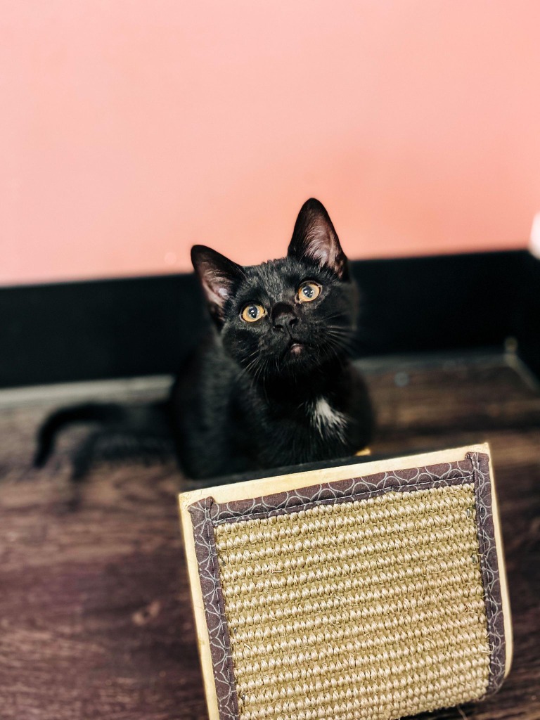 Jasper Leon County Humane Society