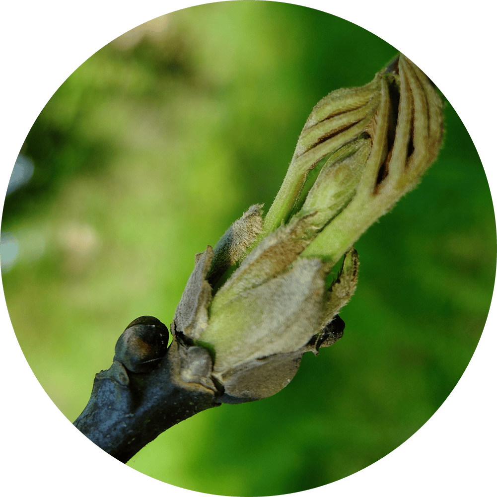 Liste de nos bourgeons Le Peuple des Arbres
