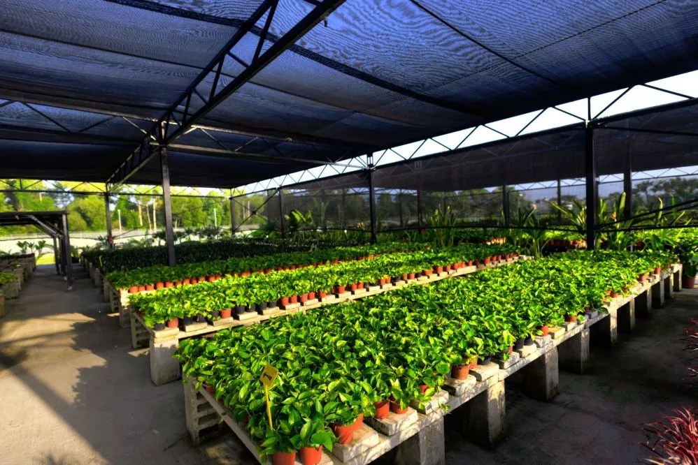 Changi Airport Nursery LEPL
