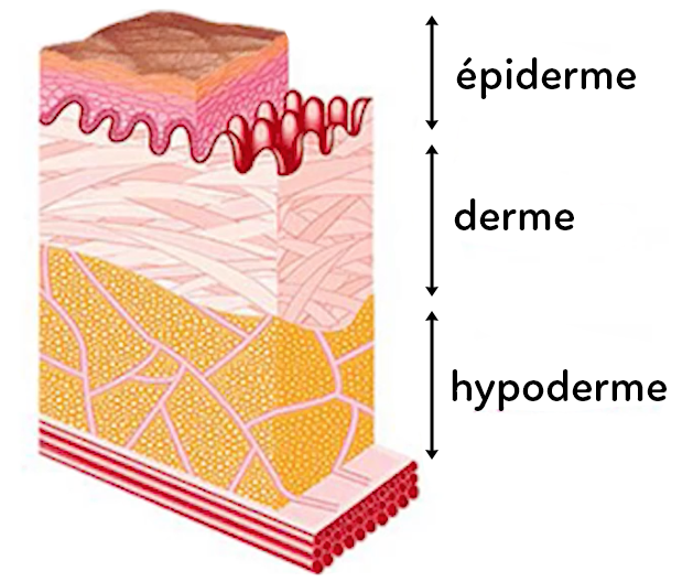 Programme de révision Défenses de Svt Troisième