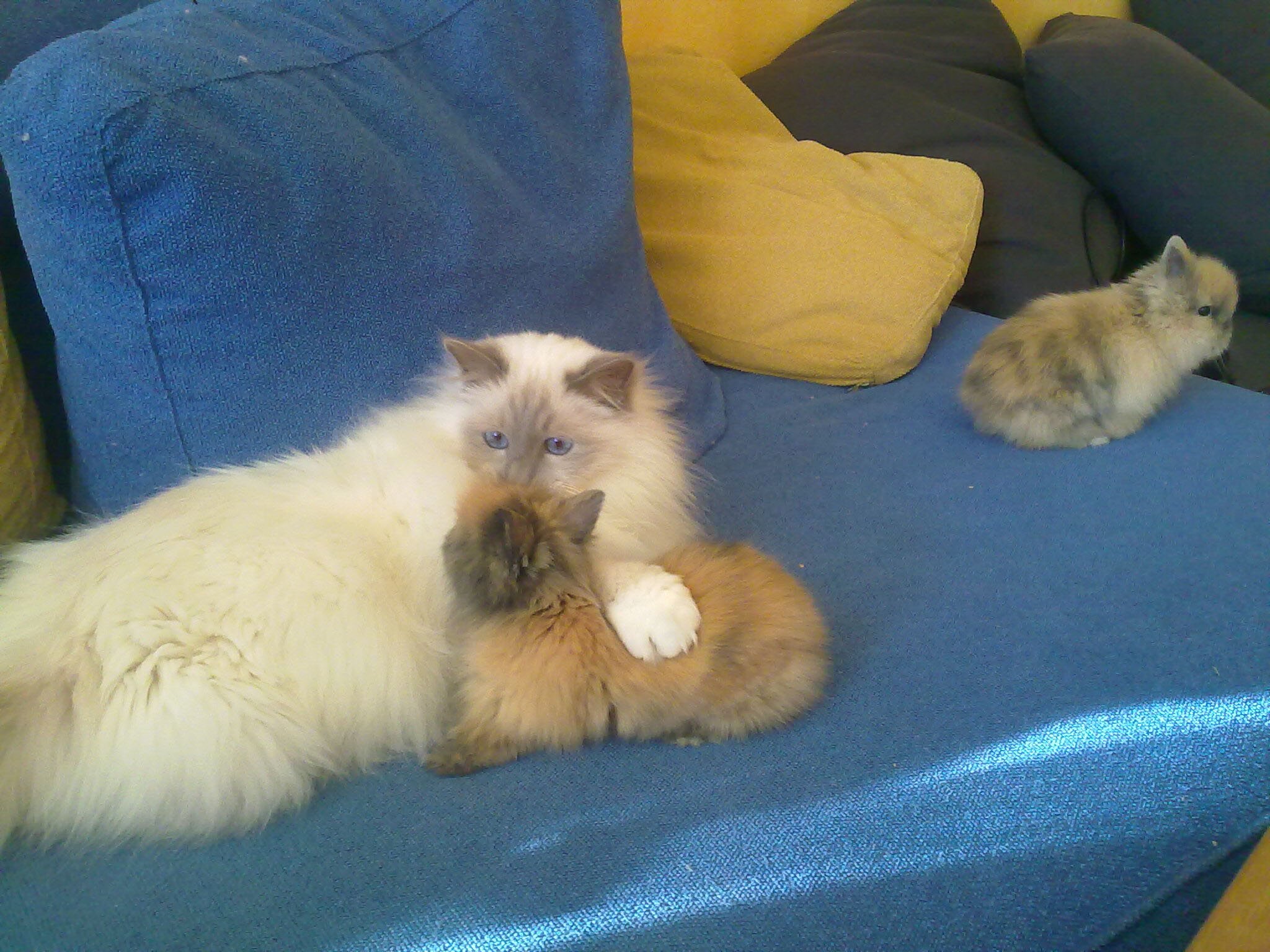 La cohabitation entre un chat et un lapin