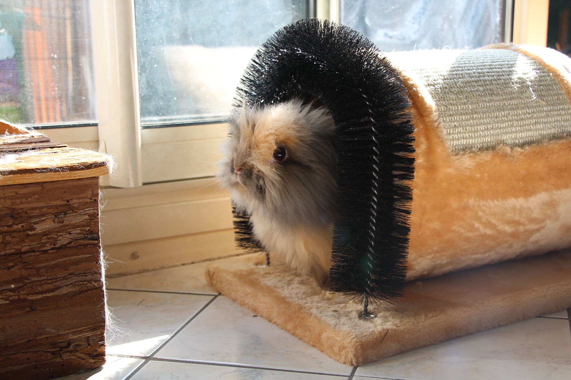 Mon lapin dans son tunnel Les petits lapins