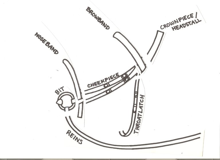 Horse Bridle Parts Puzzle Lessons In TR