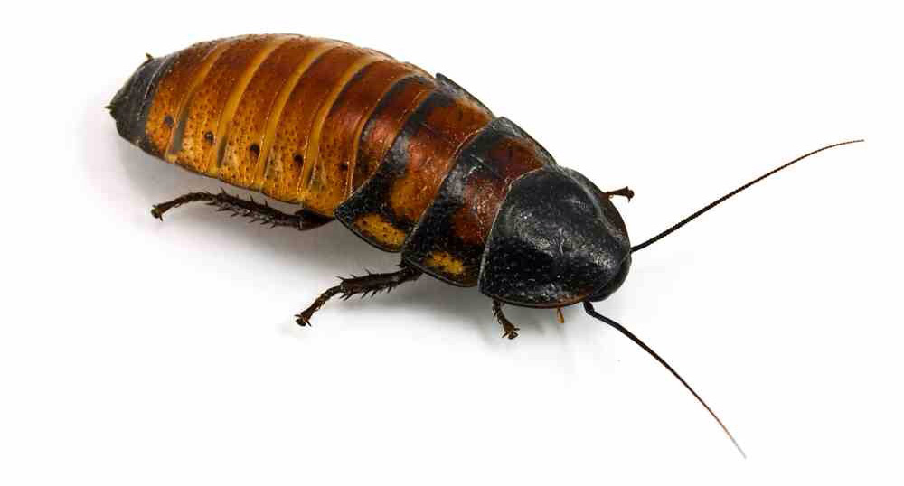 MBC Bird & Pest Control Dorset & Hampshire Cockroach Control
