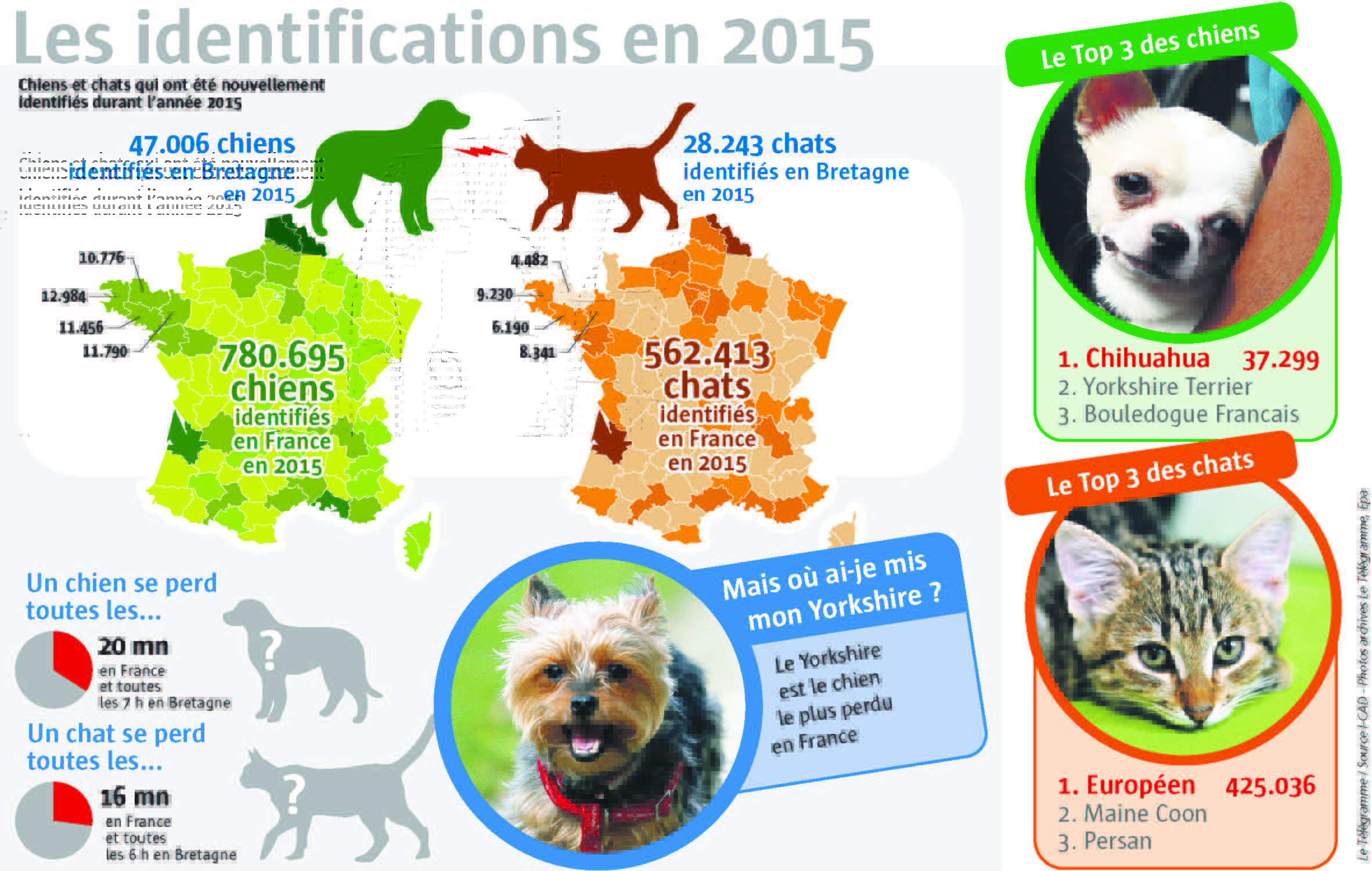 Bretagne. Le top 20 des villes à chats et à chiens Dataspot