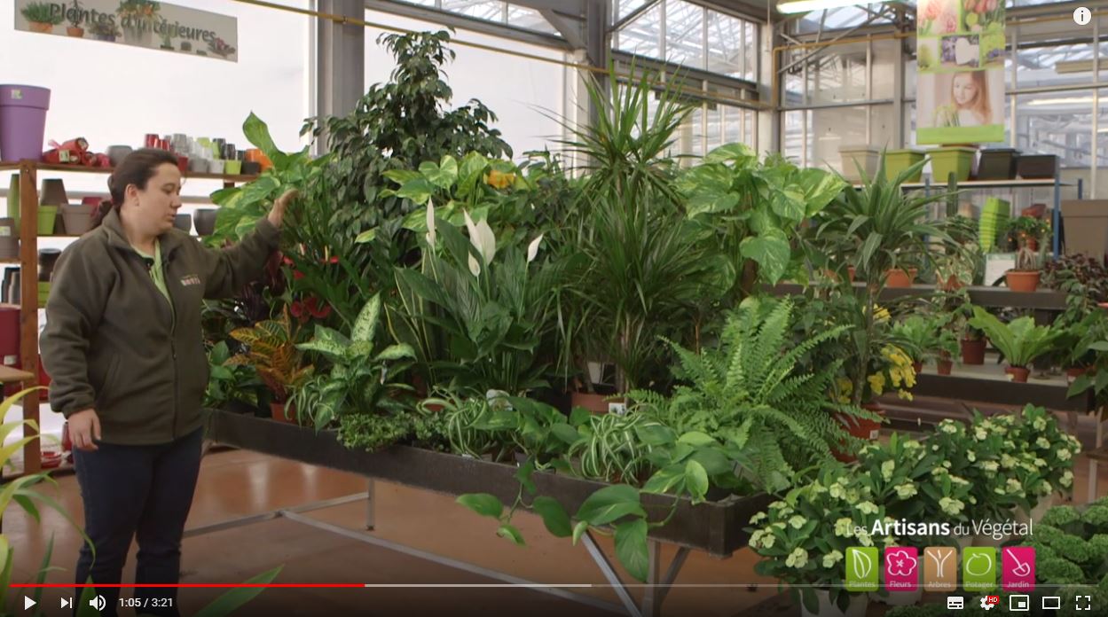 Comment choisir sa plante d'intérieur ? Quelle plante