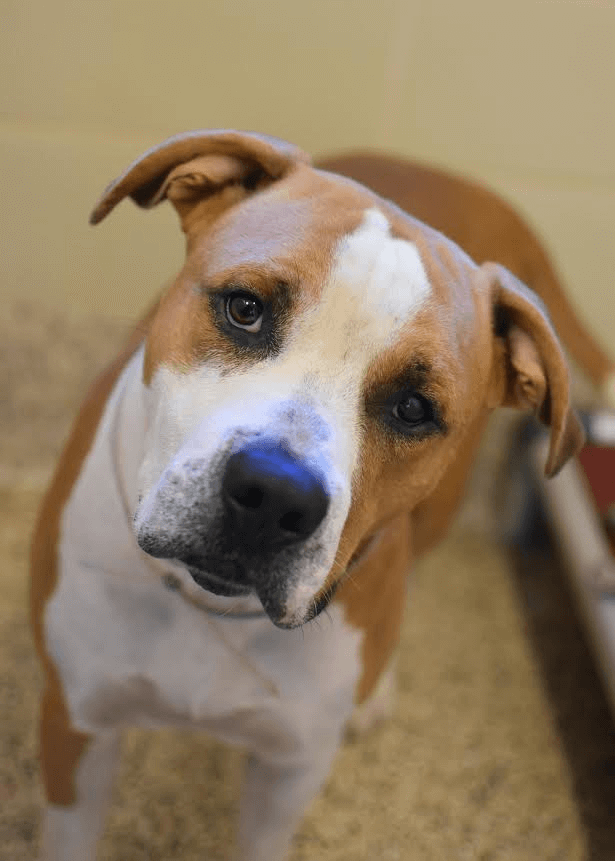 Do You Need To Register Your Dog? SPCA Albrecht