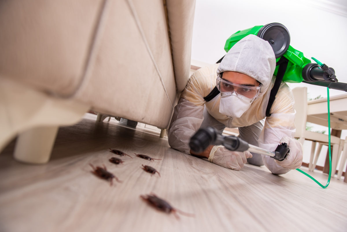 hiring pest control services Archives LETP Bellevue