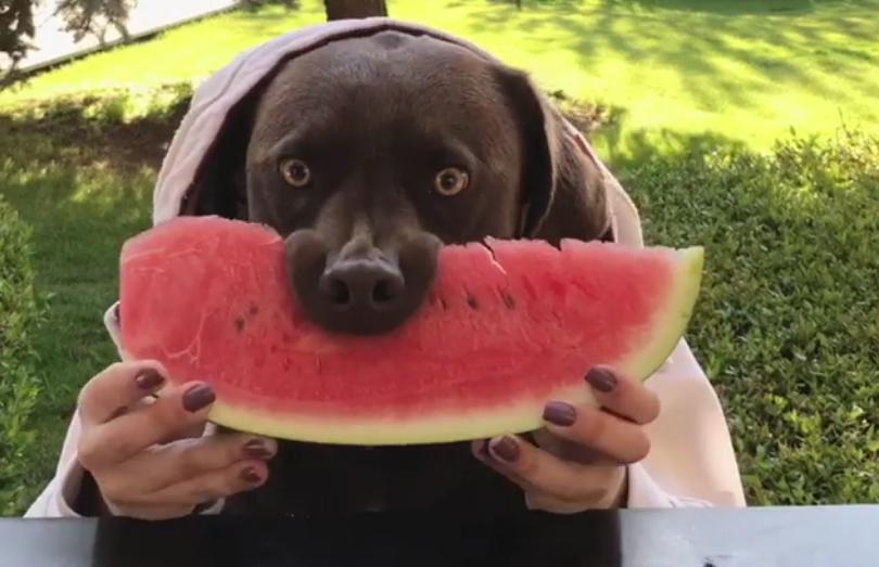 LOL ce chien mange une pastèque avec les mains (vidéo)