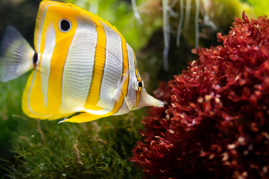 5 Awesome Benefits of Owning Fish Aquariums