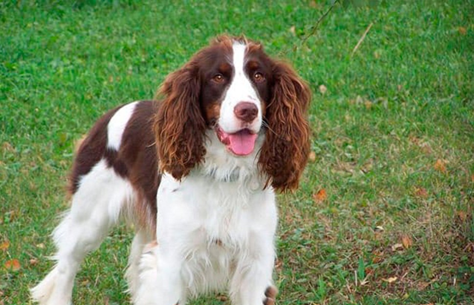 English Springer Spaniel NSSF Let's Go Hunting