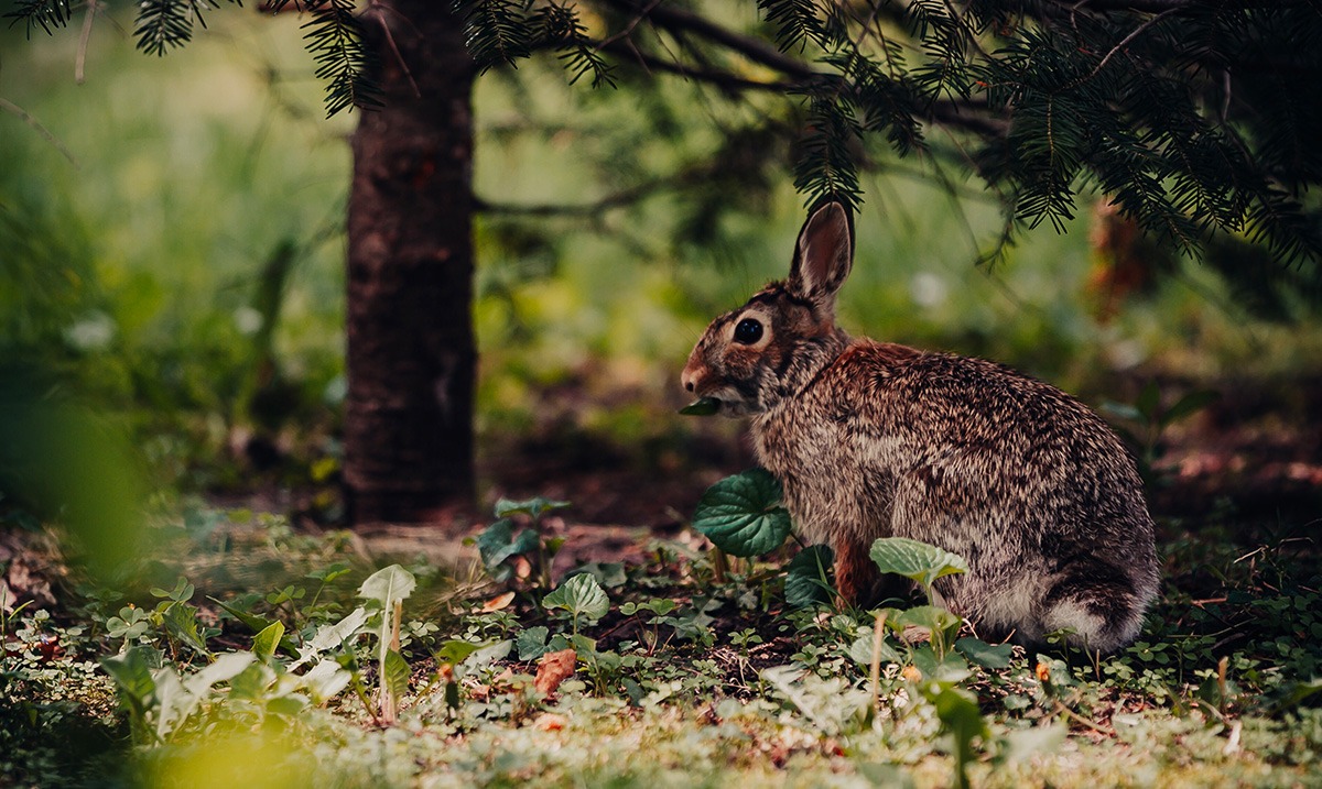 A Guide to Rabbit Hunting How, Where, and When to Hunt Responsibly