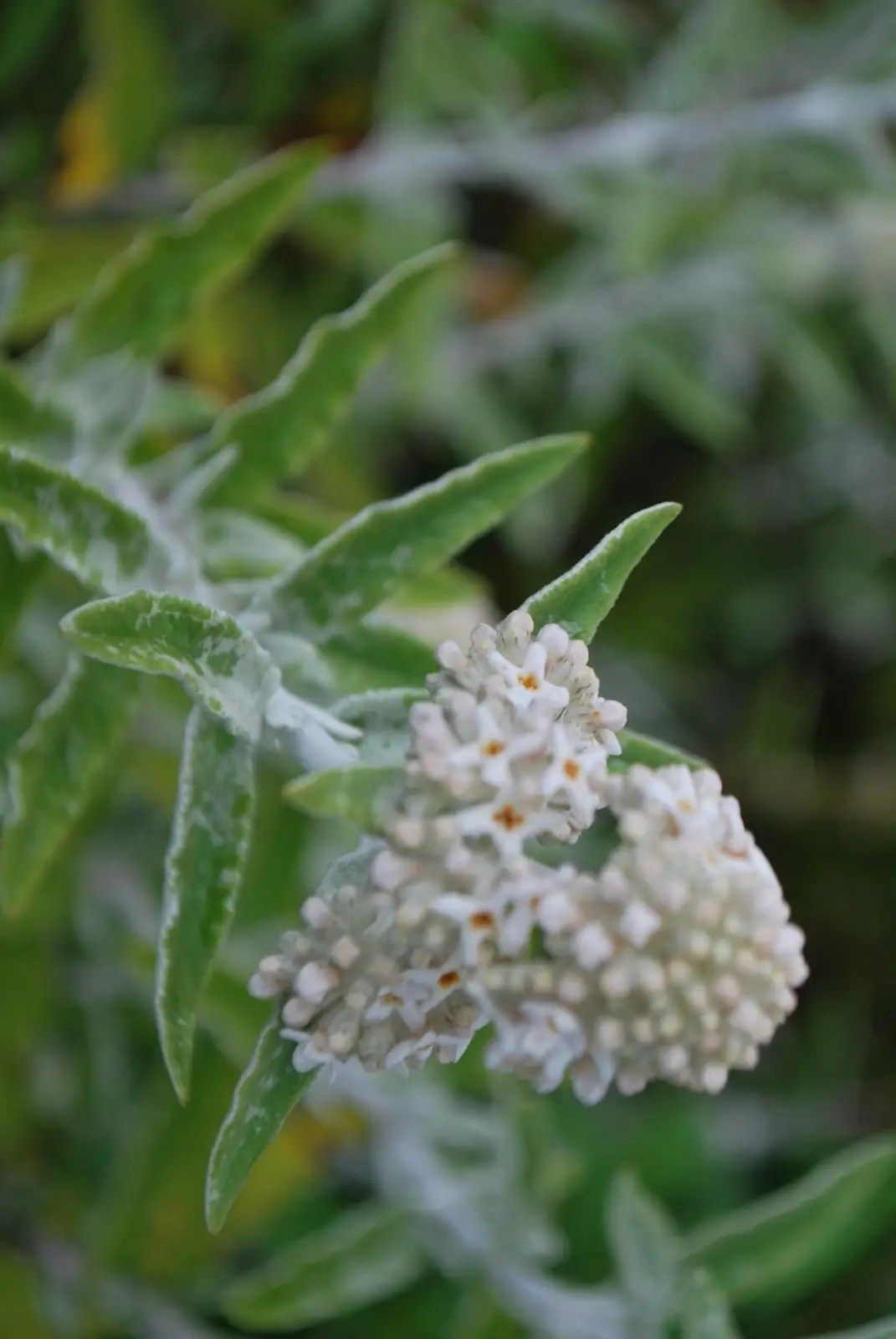Buddleja Silver Anniversary. Shrubs for Sale UK. Letsgoplanting.co.uk