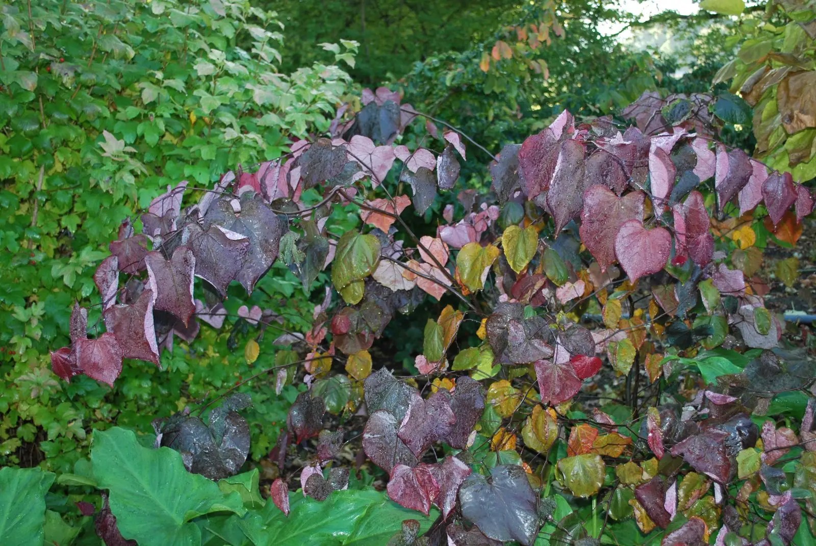 Cercis Forest Pansy. Shrubs for Sale UK. Letsgoplanting.co.uk