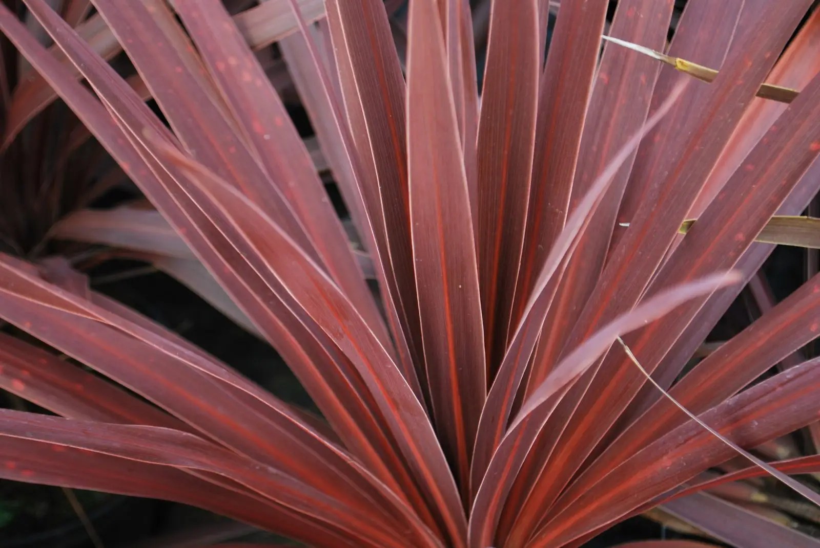 Cordyline Red Star. Shrubs for Sale UK. Letsgoplanting.co.uk