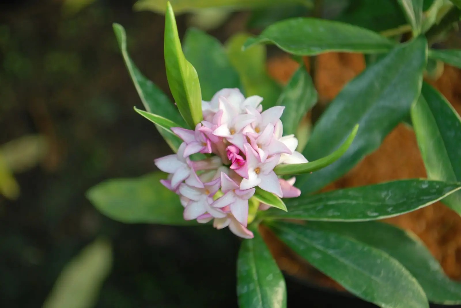 Daphne Od. Aureomarginata. Shrubs for Sale.Letsgoplanting.co.uk