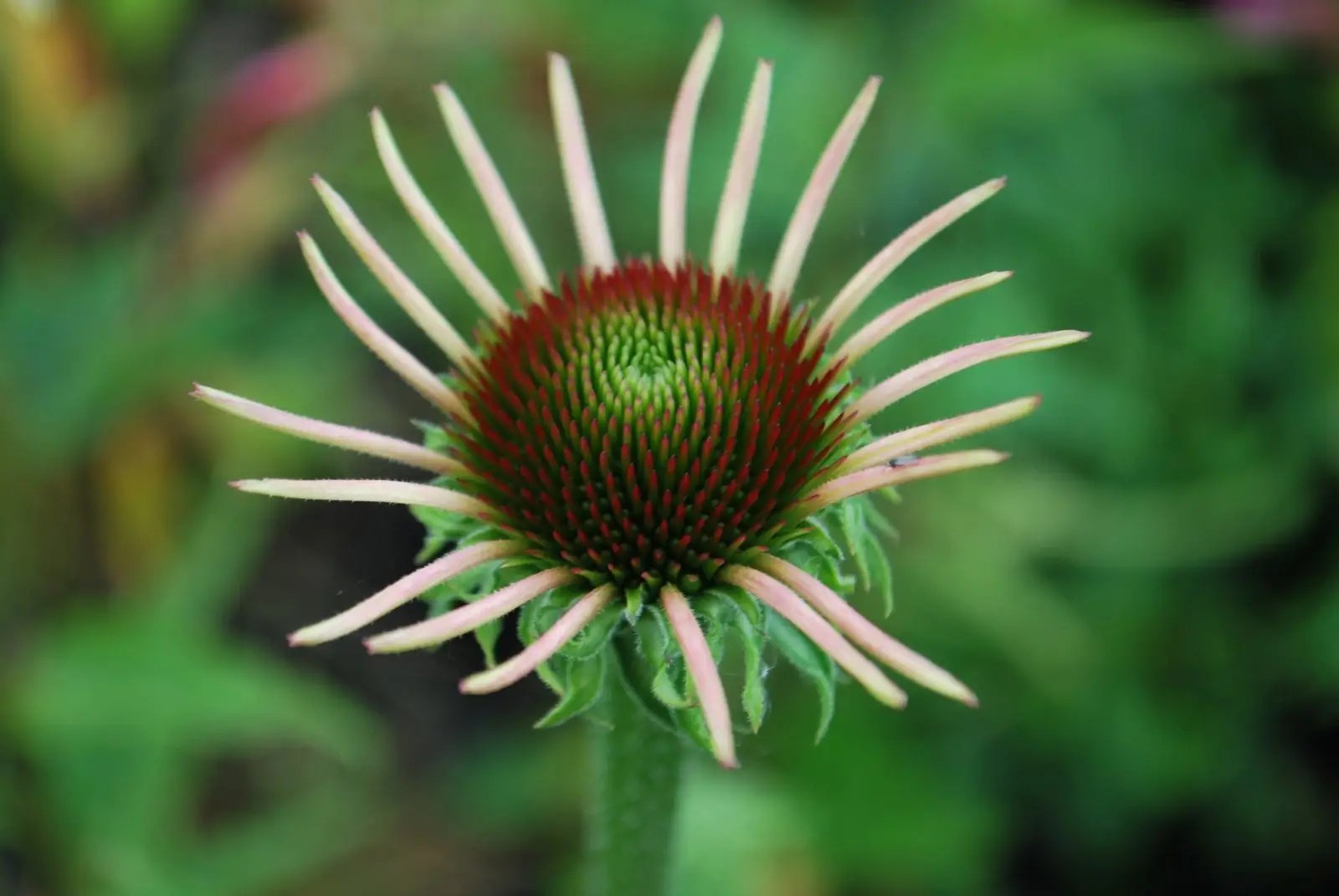 Echinacea Purp. Magnus. Perennials for Sale. Letsgoplanting.co.uk