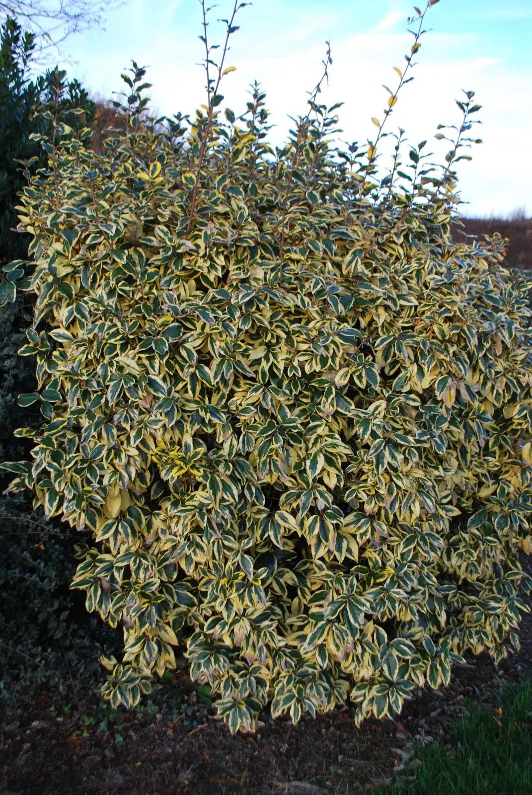 Elaeagnus Gilt Edge. Shrubs for Sale UK. Letsgoplanting.co.uk