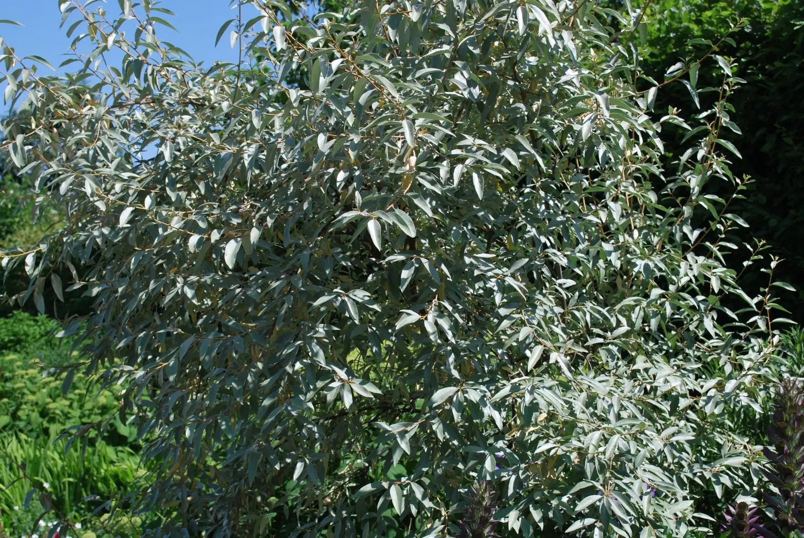 Elaeagnus Quicksilver. Shrubs for Sale UK. Letsgoplanting.co.uk