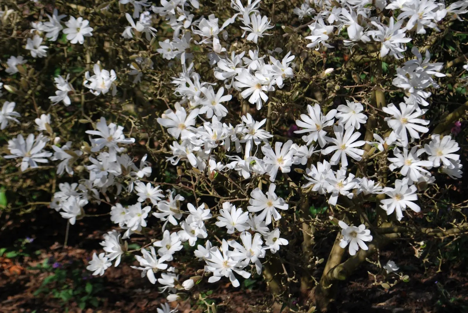 Magnolia Stellata Planting Guide
