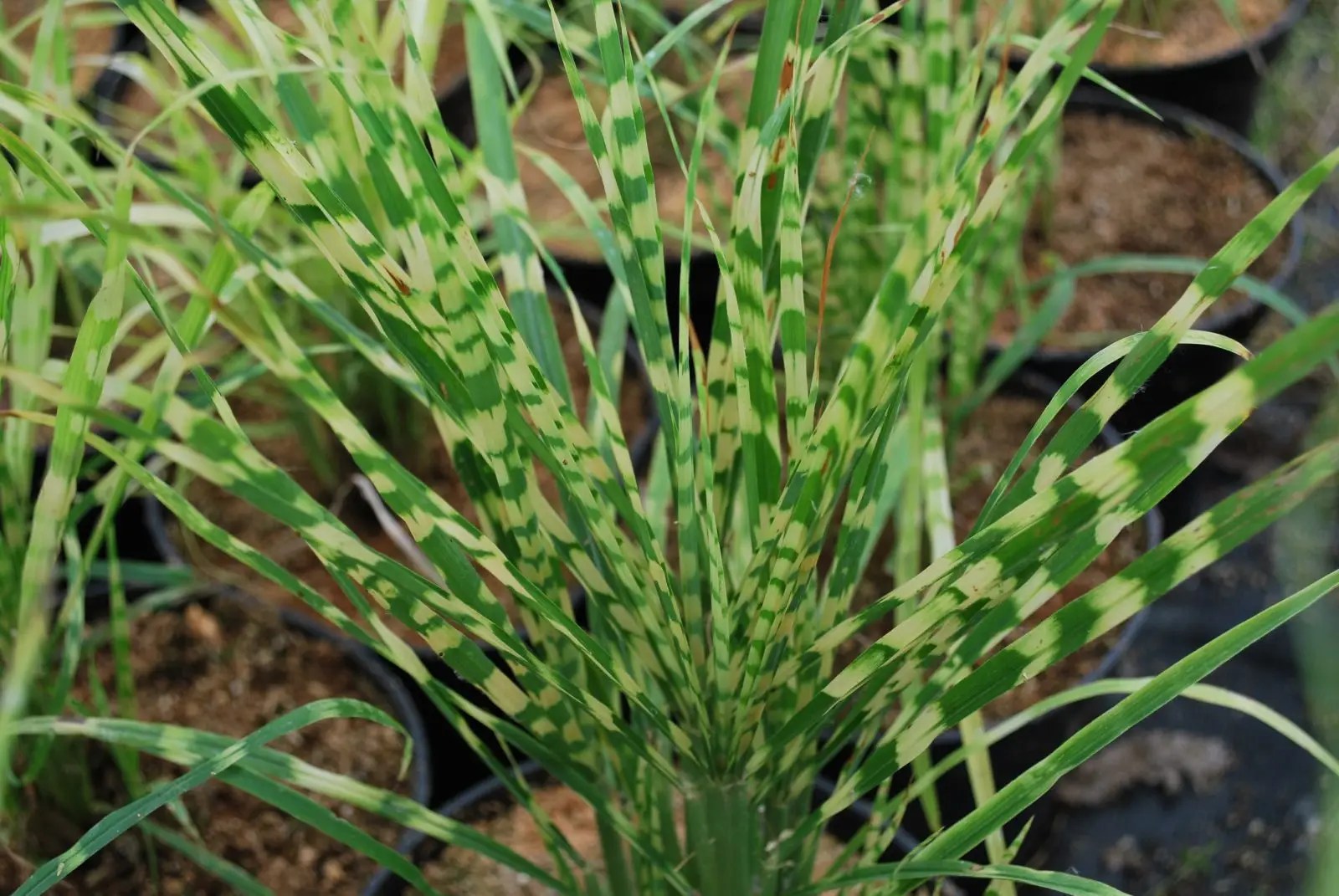 Miscanthus Gold Bar. Grasses for Sale UK. Letsgoplanting.co.uk