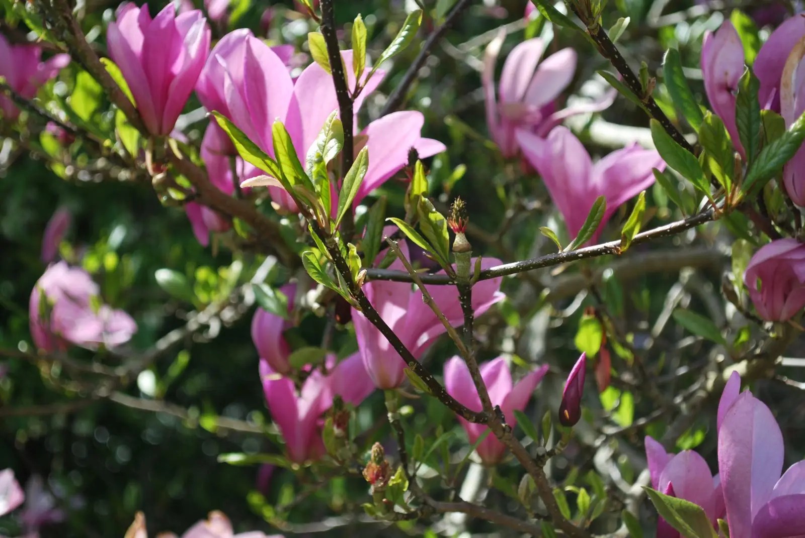 Magnolia Susan. Purple Tulip Tree. Shrubs for Sale. Letsgoplanting.co.uk