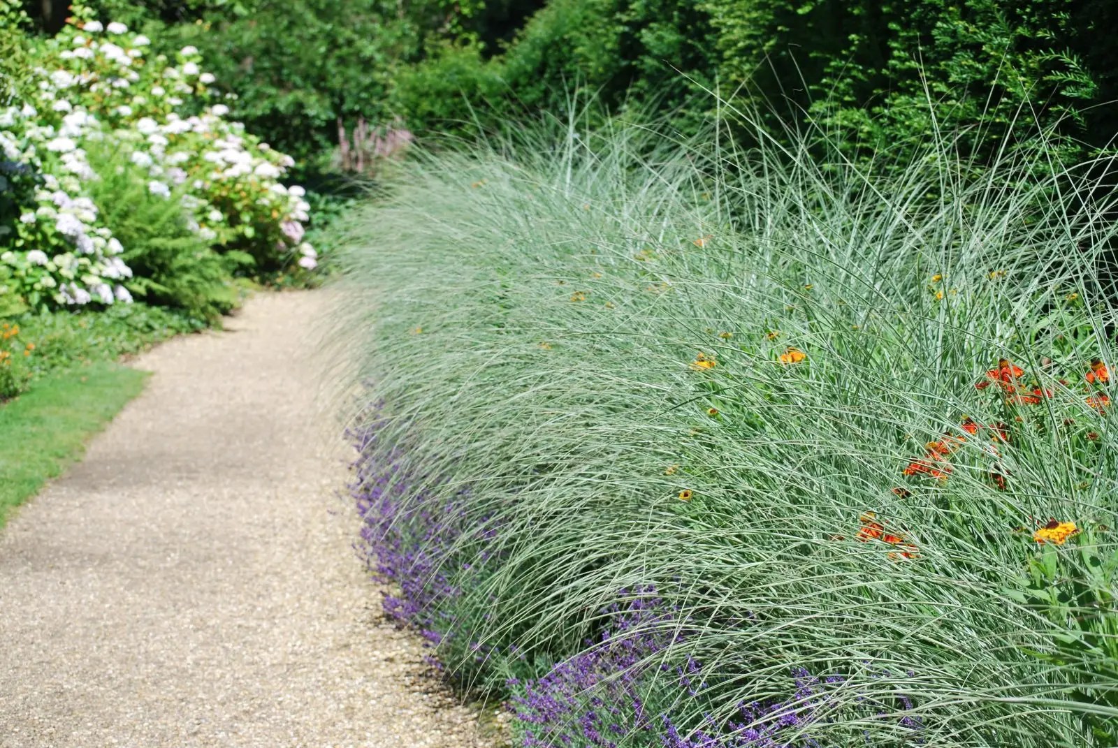 Miscanthus Morning Light. Grasses for Sale. Letsgoplanting.co.uk
