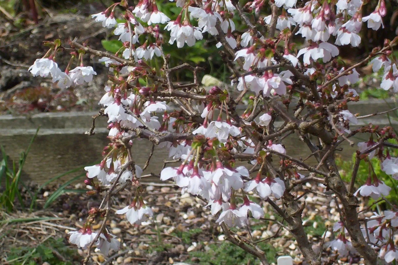 Prunus KojoNoMai. Shrubs for Sale UK. Letsgoplanting.co.uk