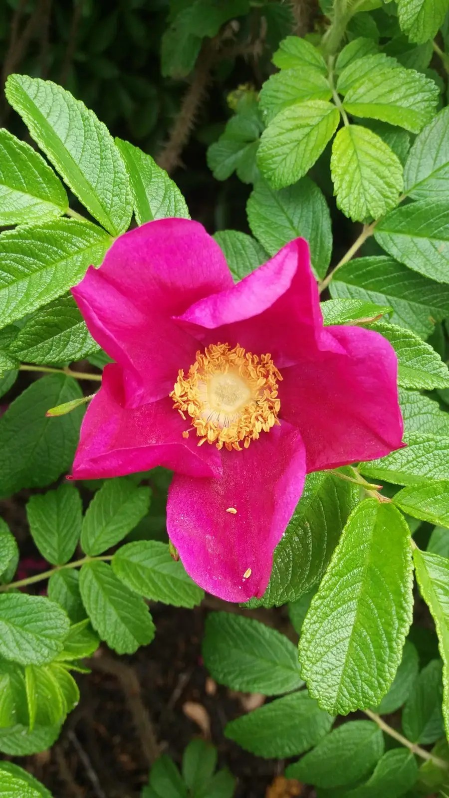 Rosa Rugosa. Garden Roses for Sale UK. Letsgoplanting.co.uk