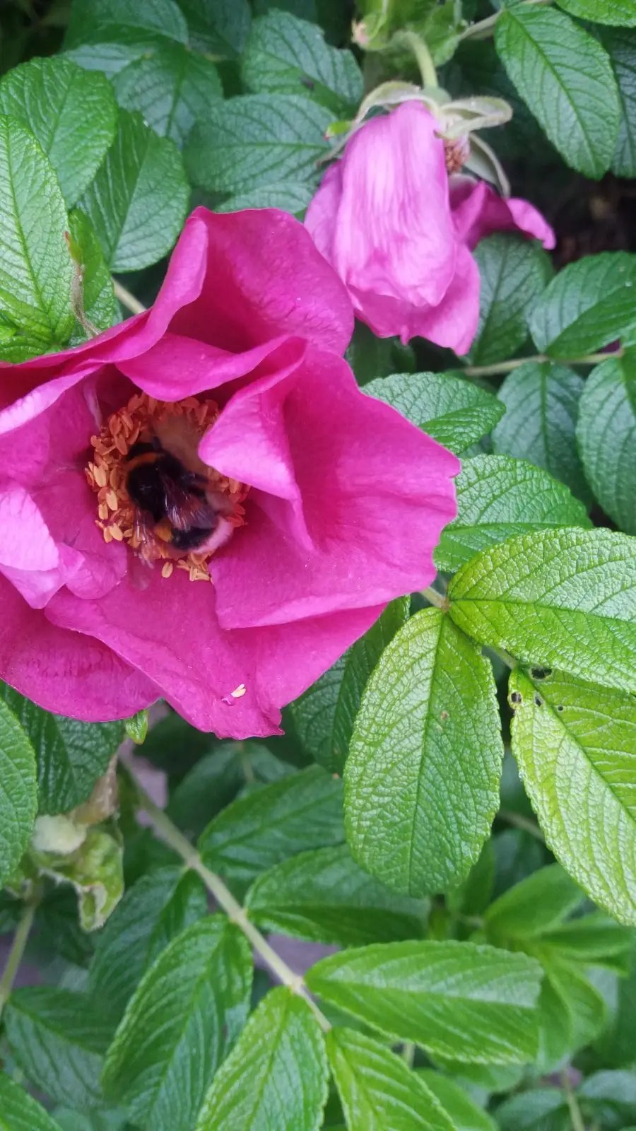 Rosa Rugosa. Garden Roses for Sale UK. Letsgoplanting.co.uk