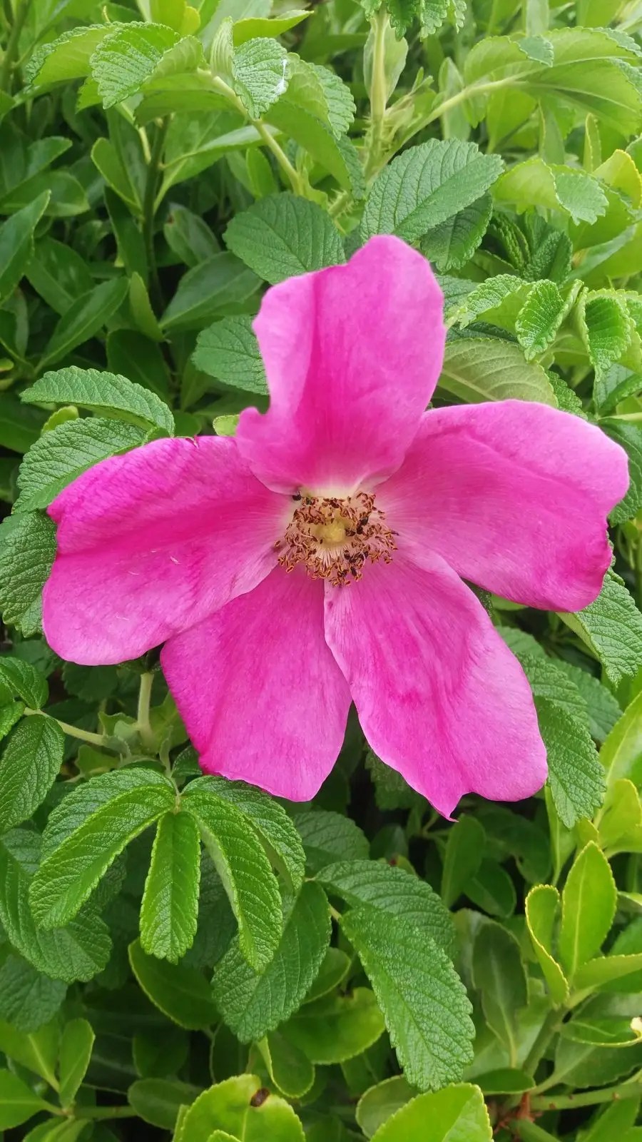 Rosa Rugosa. Garden Roses for Sale UK. Letsgoplanting.co.uk