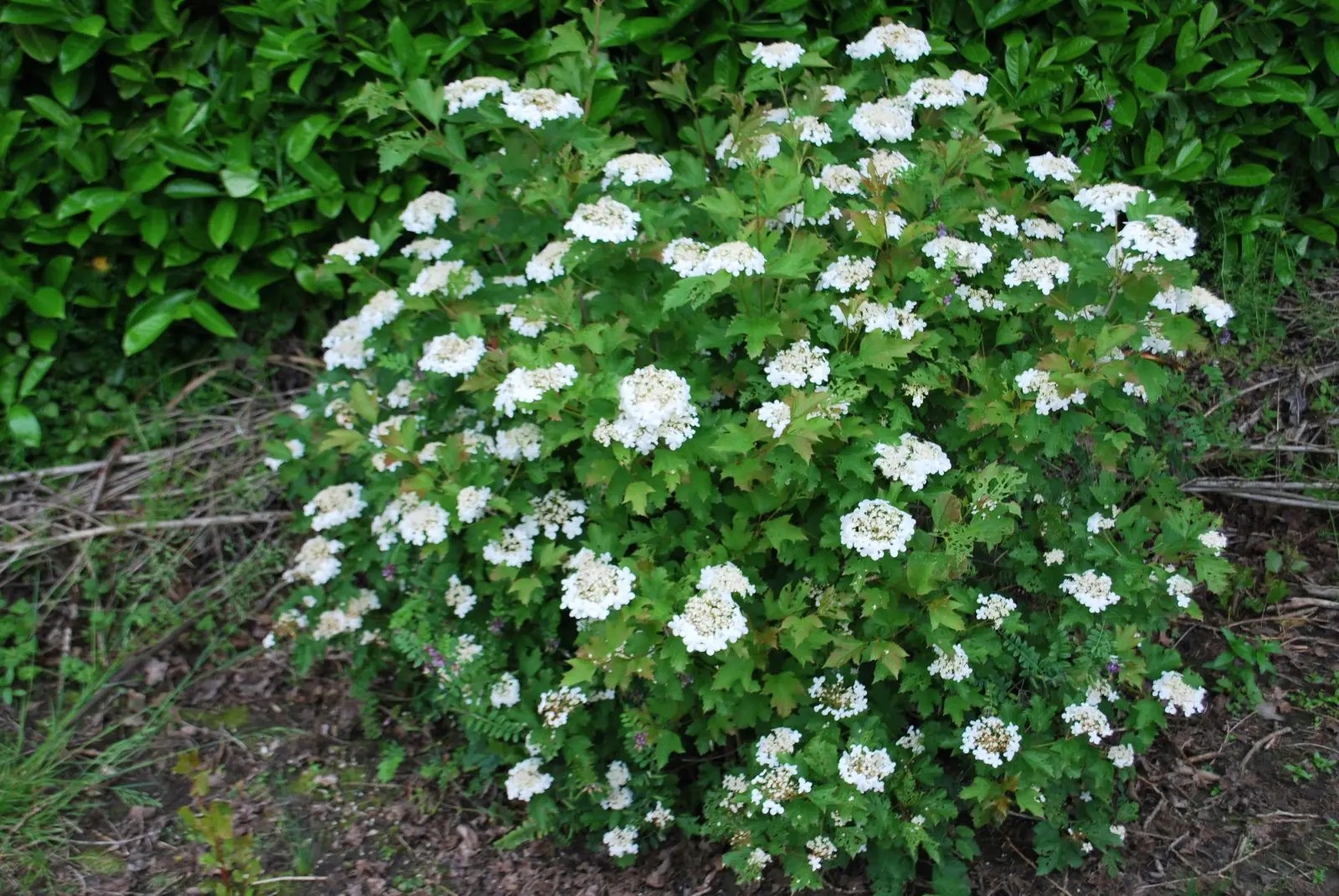 Viburnum Opulus Compactum for Sale. Letsgoplanting.co.uk