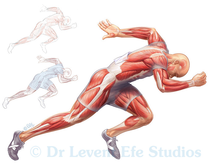 Muscles in action | Levent Efe Medical Illustration Studios