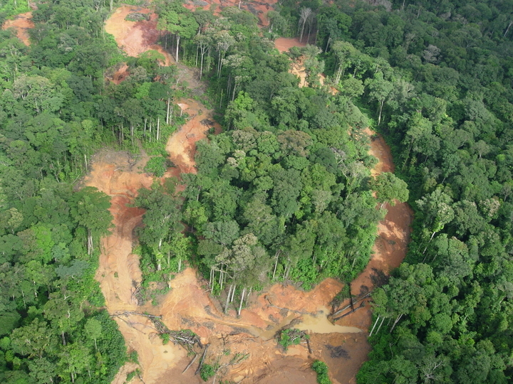 Levin Sources commits to protect forests and signs the New York