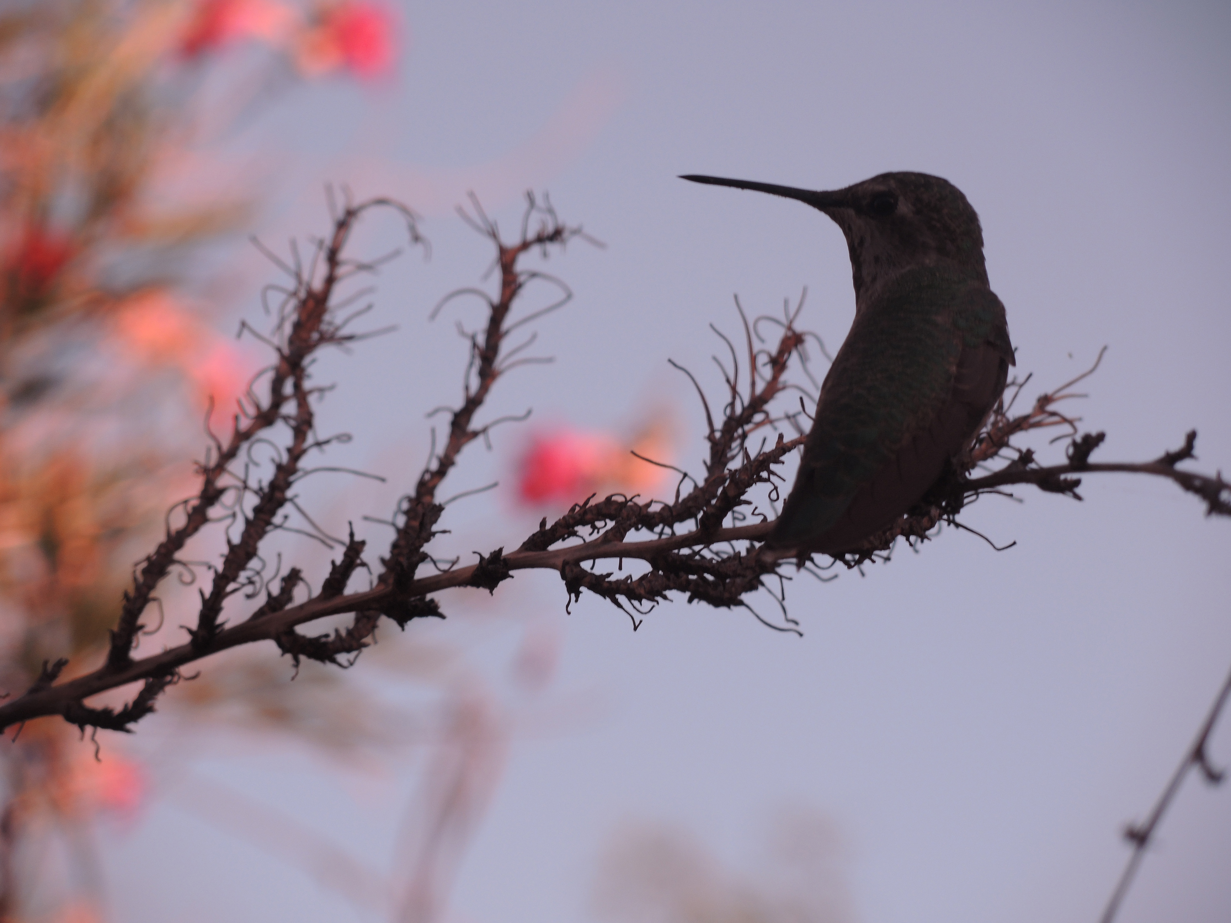 Plant Lessons from the Desert Lewis Ginter Botanical Garden