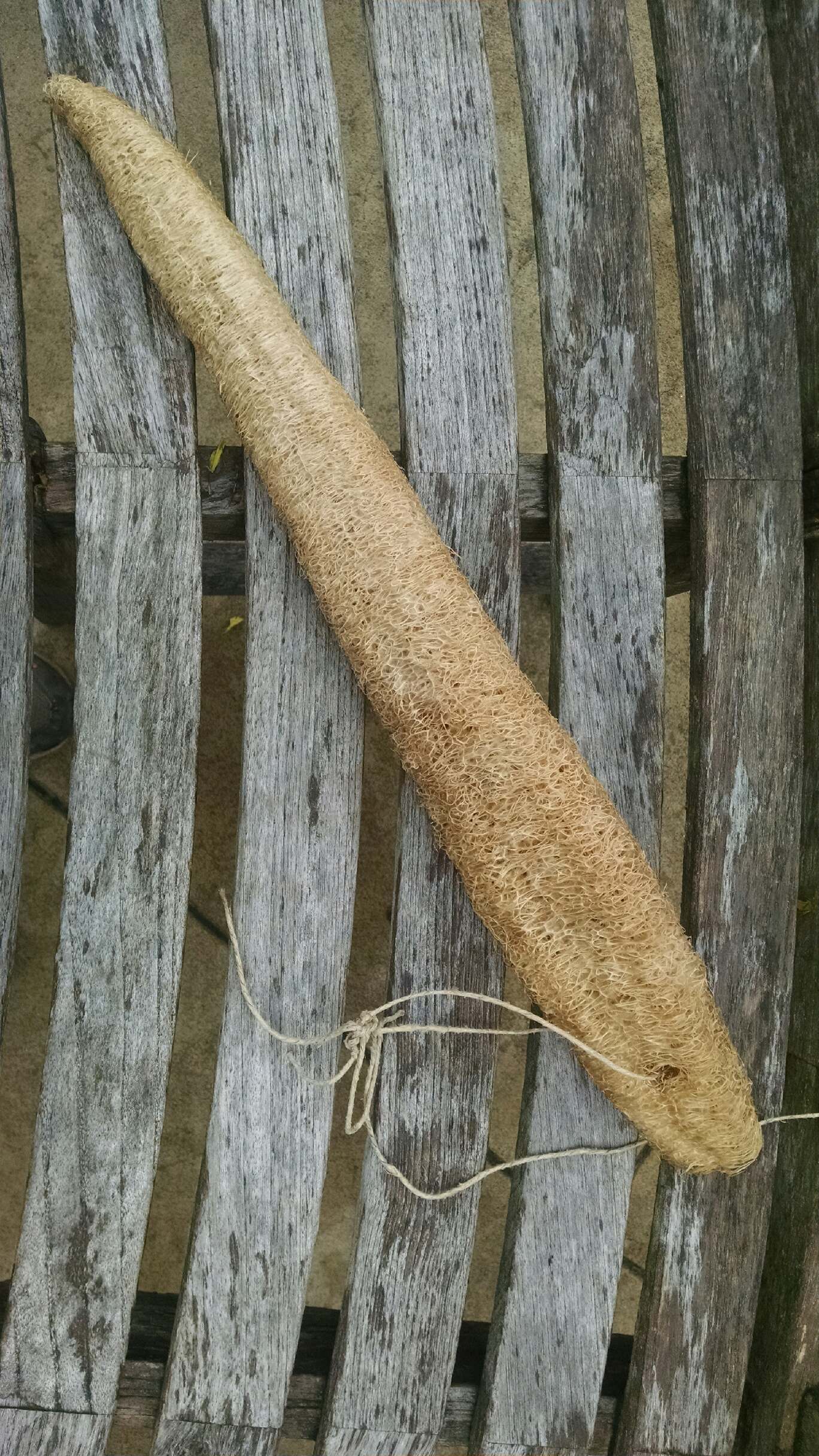 Luffa or Loofah How to Grow and Use this Amazing Plant