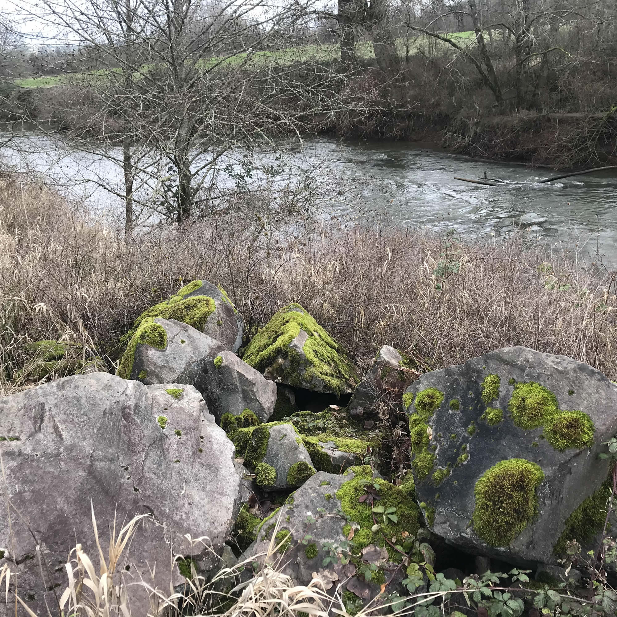 Lewis County TrailsChehalis River Rocks LewisTalkWA