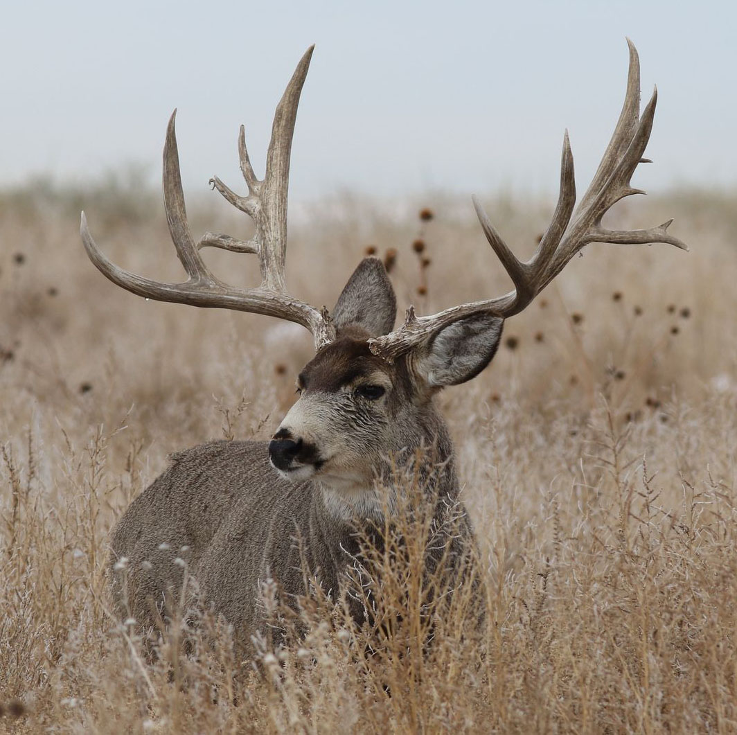 Presidents Island Deer Hunting Opportunity Awaits Lexington Progress