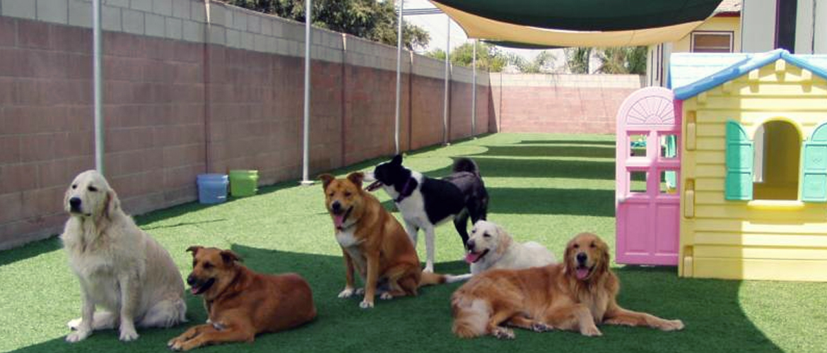 Dog & Cat Boarding LexPets