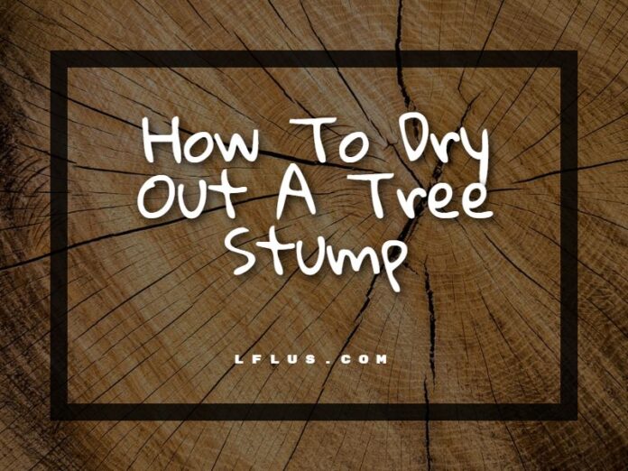 How To Dry Out A Tree Stump Garden, Sport & Outdoor Tools