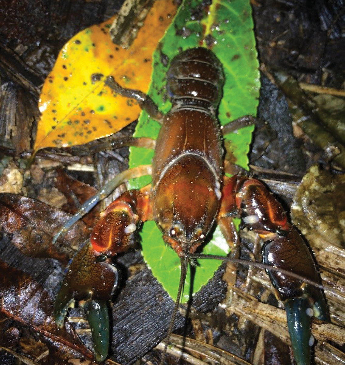 Spiny Crayfish Land for Wildlife