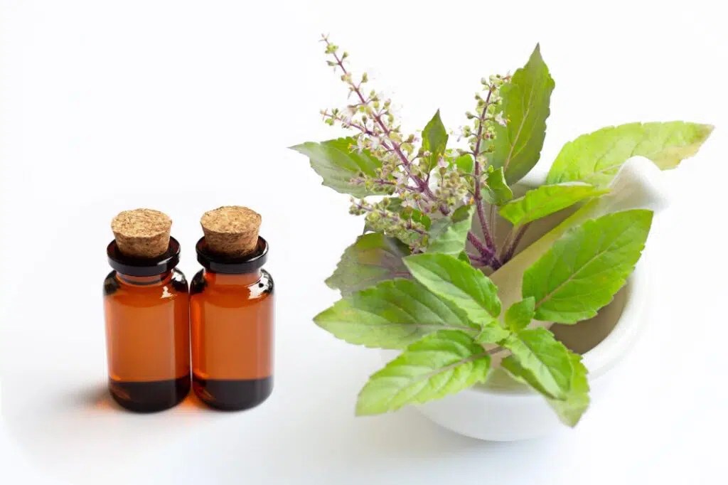 Holy Basil Uses, Dosage, Side Effects LGBTQ and ALL