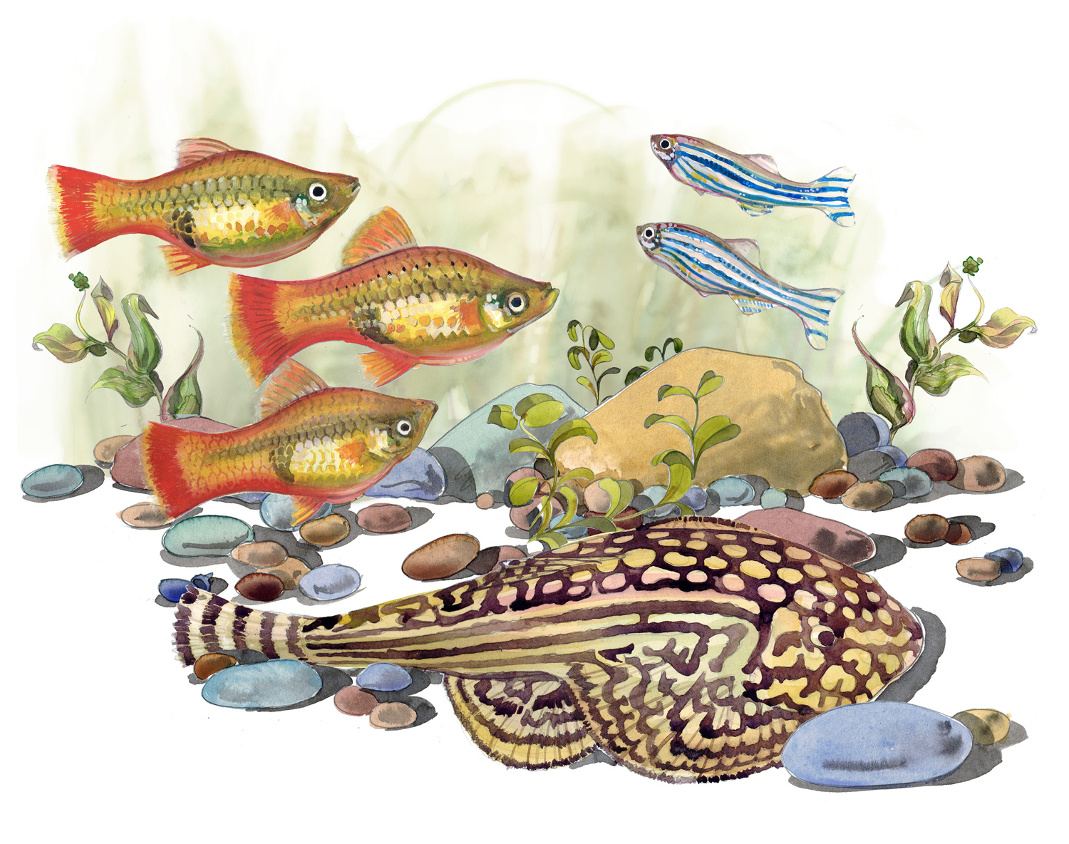 Painting a selection of Fish for 'Pets at Home' Magazine