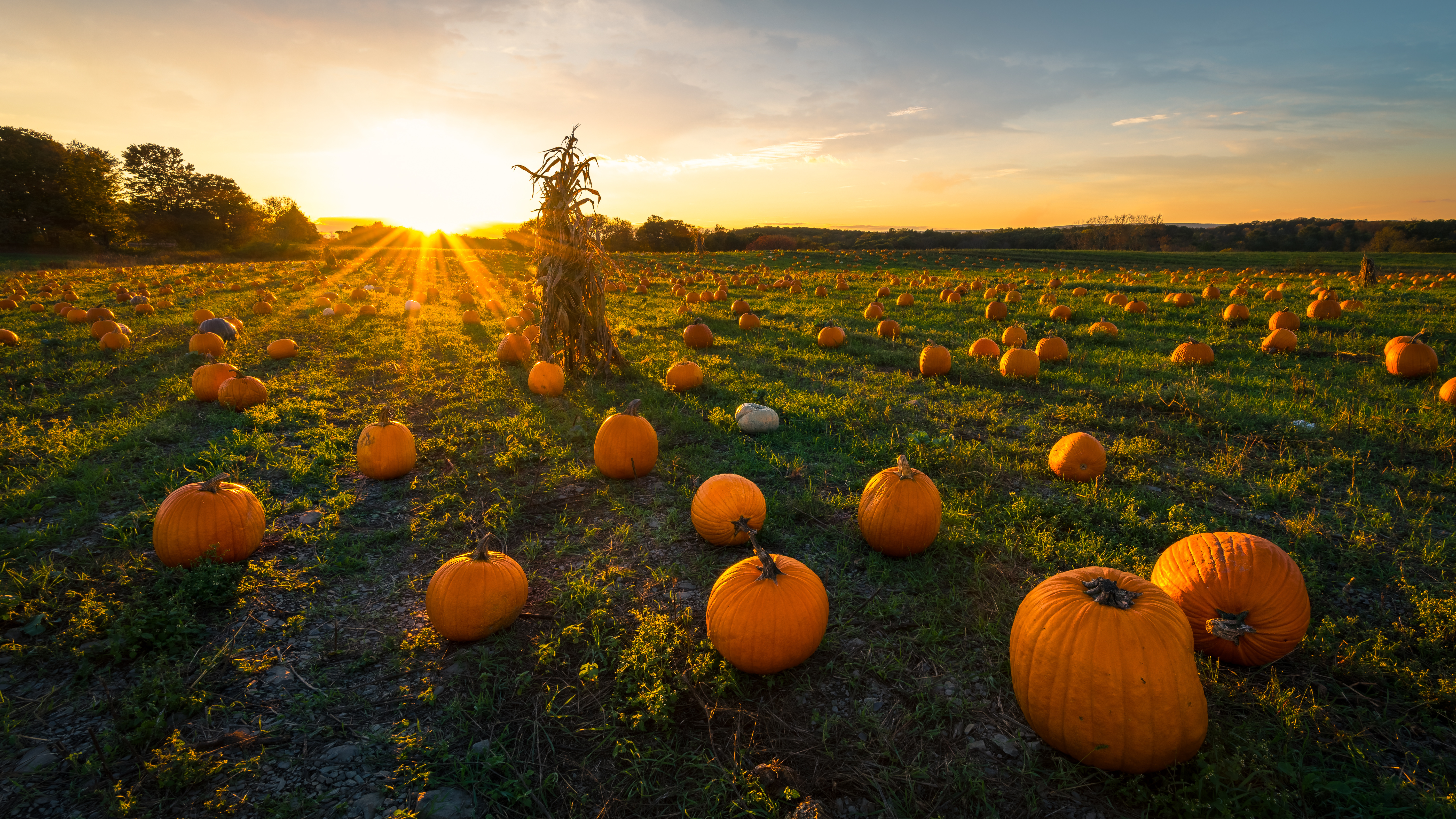 Peace Hill Farm Corn Maze & Pumpkin Patch Liberty Ridge