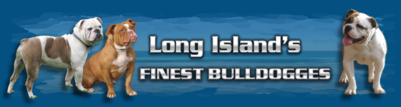 Bulldog Puppies Long Island's Finest Olde English Bulldogges