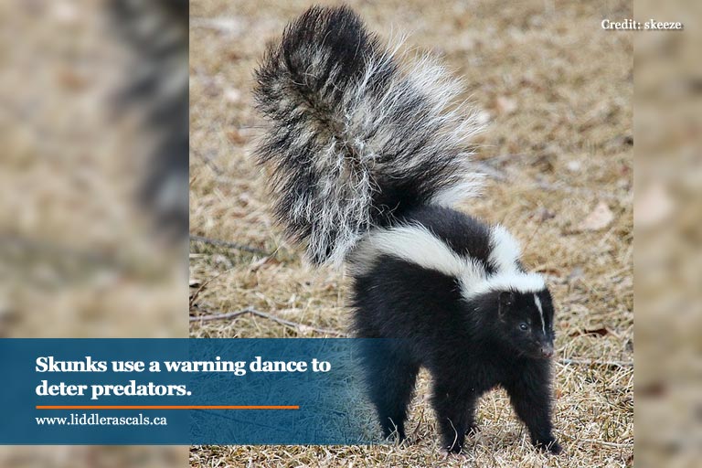 9 Tips About Skunks You Never Knew Liddle Rascals 416.356.5886