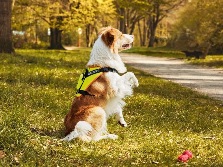 търпелив беден Трагичен harnais chien lidl - pneusdiscount-86.com