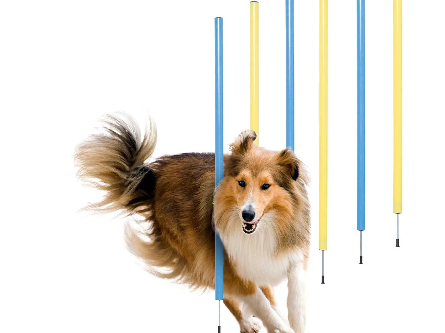 ZOOFARI® Accessoires de dressage pour chien, avec vidéos de formation - Lidl .be