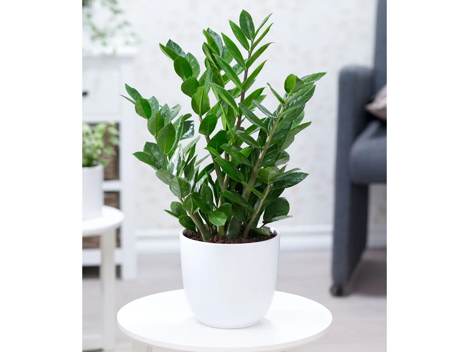 Zamioculcas,1 Pflanze Lidl.de